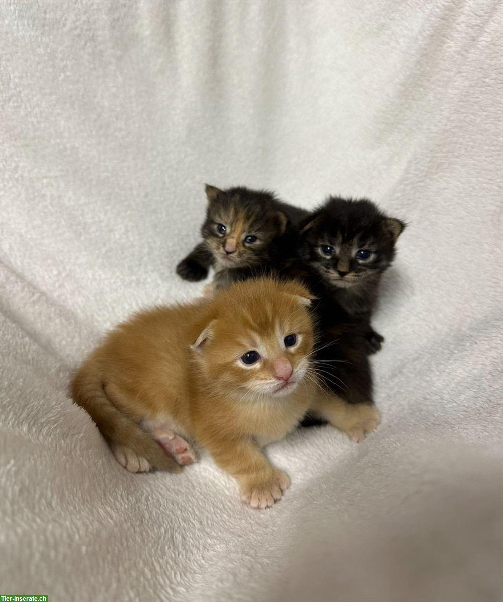 Maine Coon XL Poly Mischlings Kitten