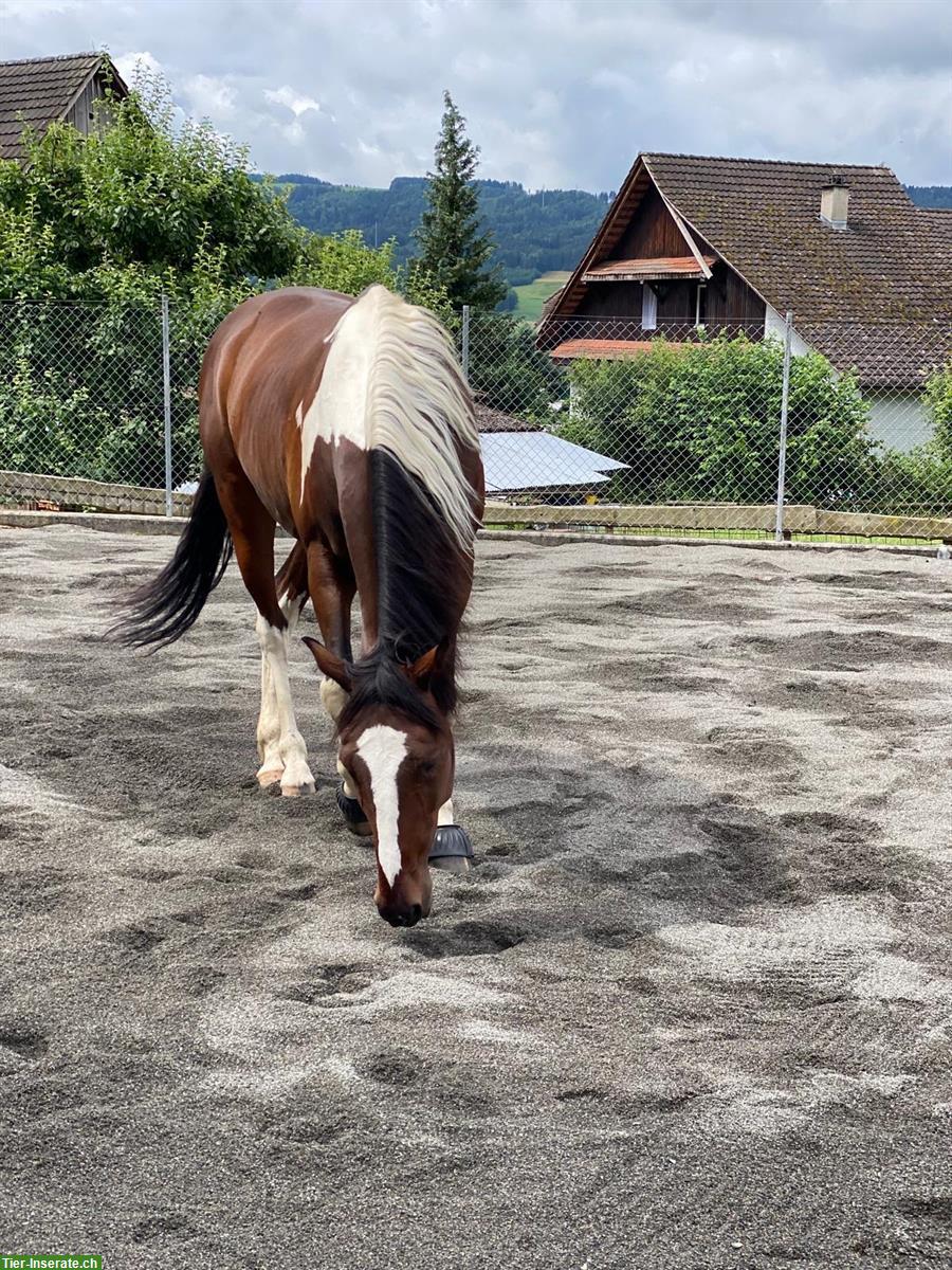 Bild 2: 7-jähriger Wallach - ein Herzenspferd❤️