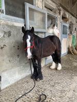 6-jährige Tinker Pony Stute zu verkaufen