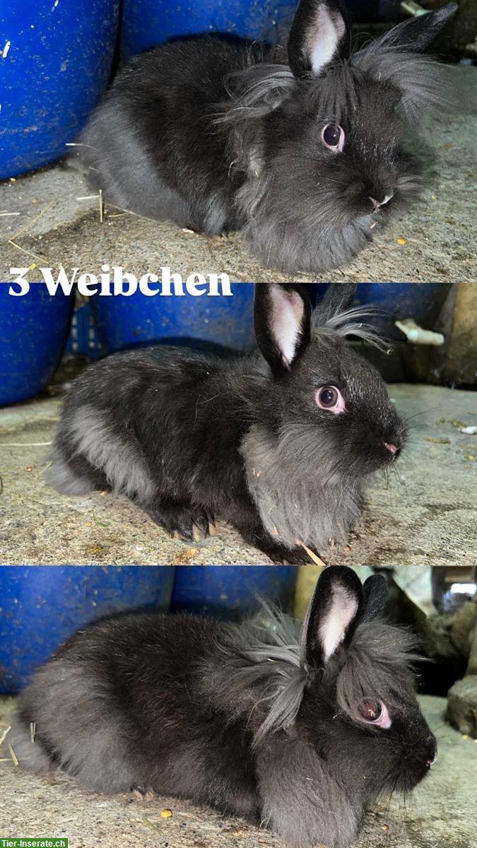 Löwenköpfli Zwergkaninchen zu verkaufen