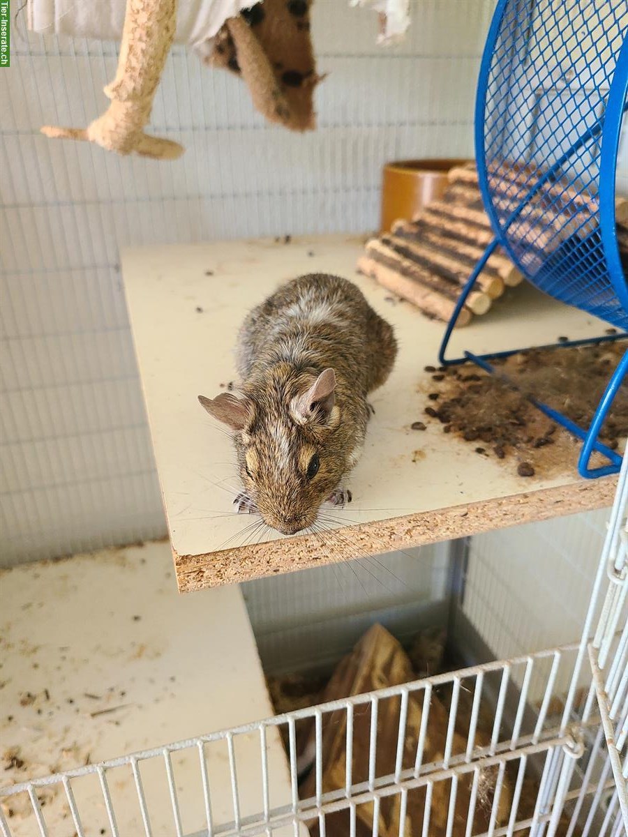 3 Degu Mädchen suchen ein Zuhause