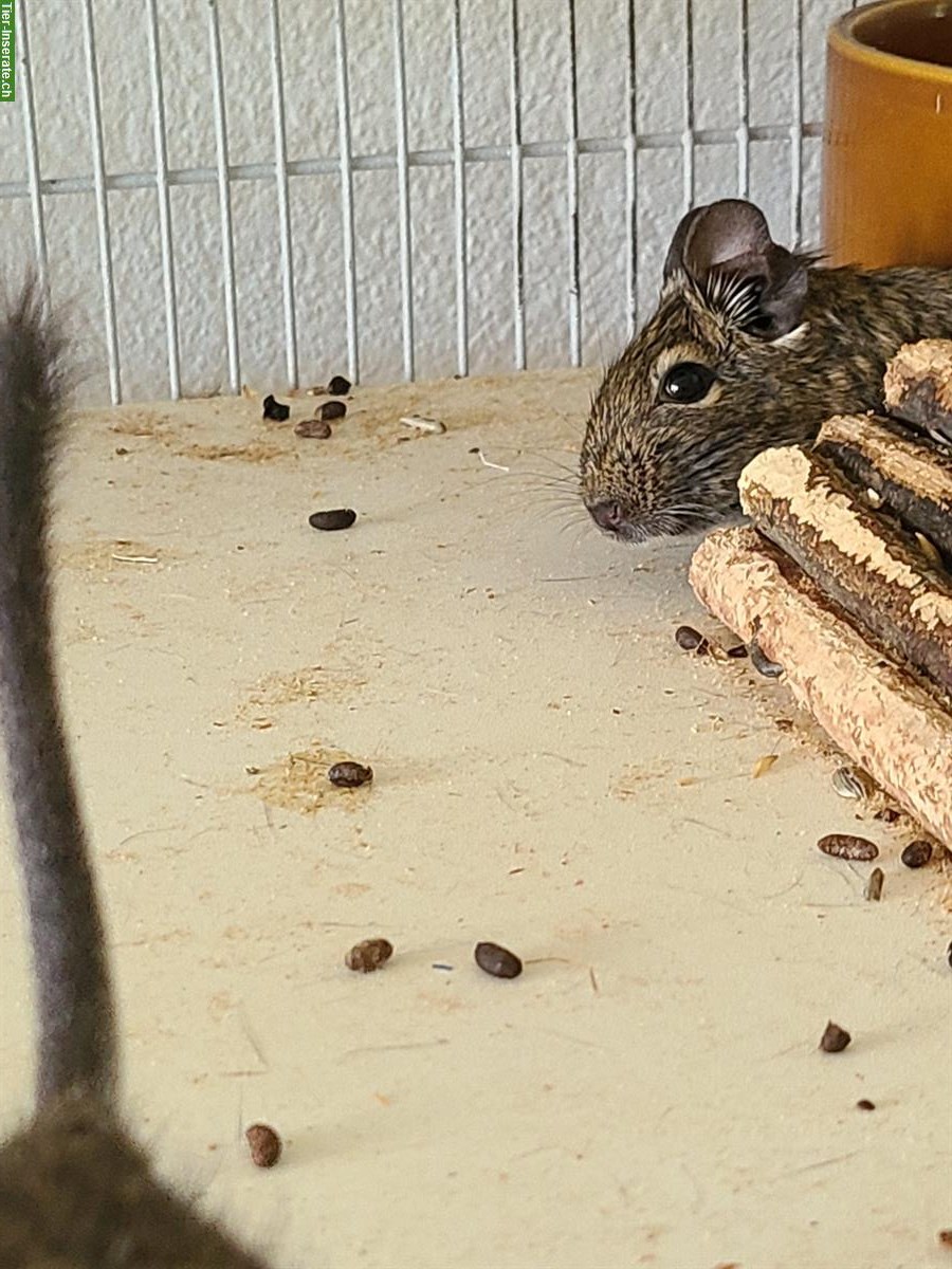 Bild 2: 3 Degu Mädchen suchen ein Zuhause