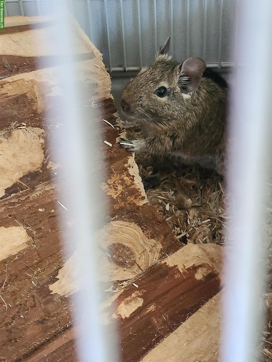 Bild 3: 3 Degu Mädchen suchen ein Zuhause