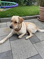 Aufgestellter, lieber Labrador Rüde, 3-jährig