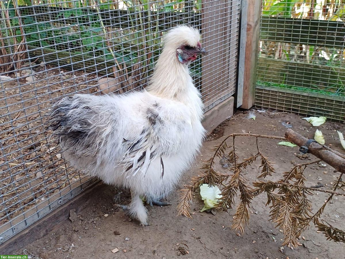 Bild 2: Hübscher Zwergseidenhahn GRATIS abzugeben