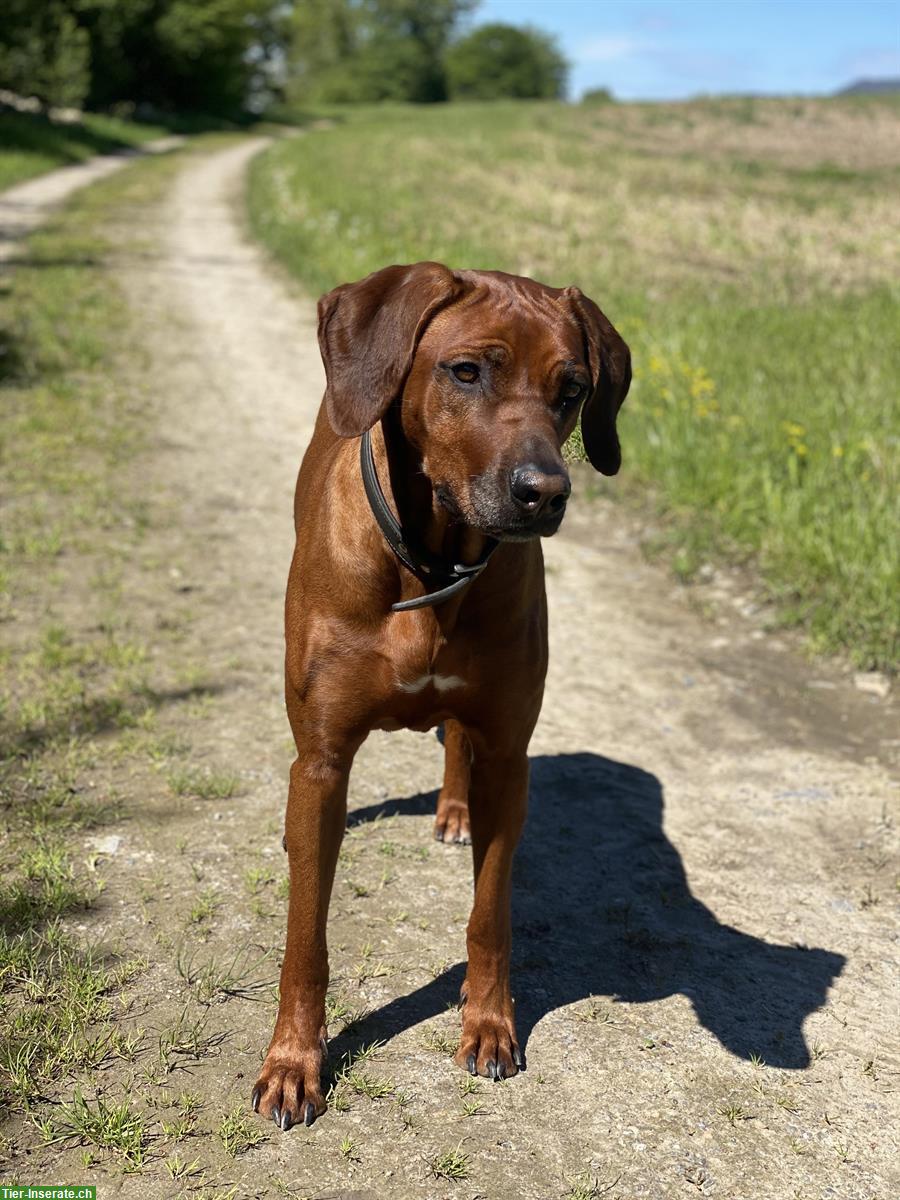 Tolle Rhodesian Ridgeback Hündin sucht Übergangs Zuhause!