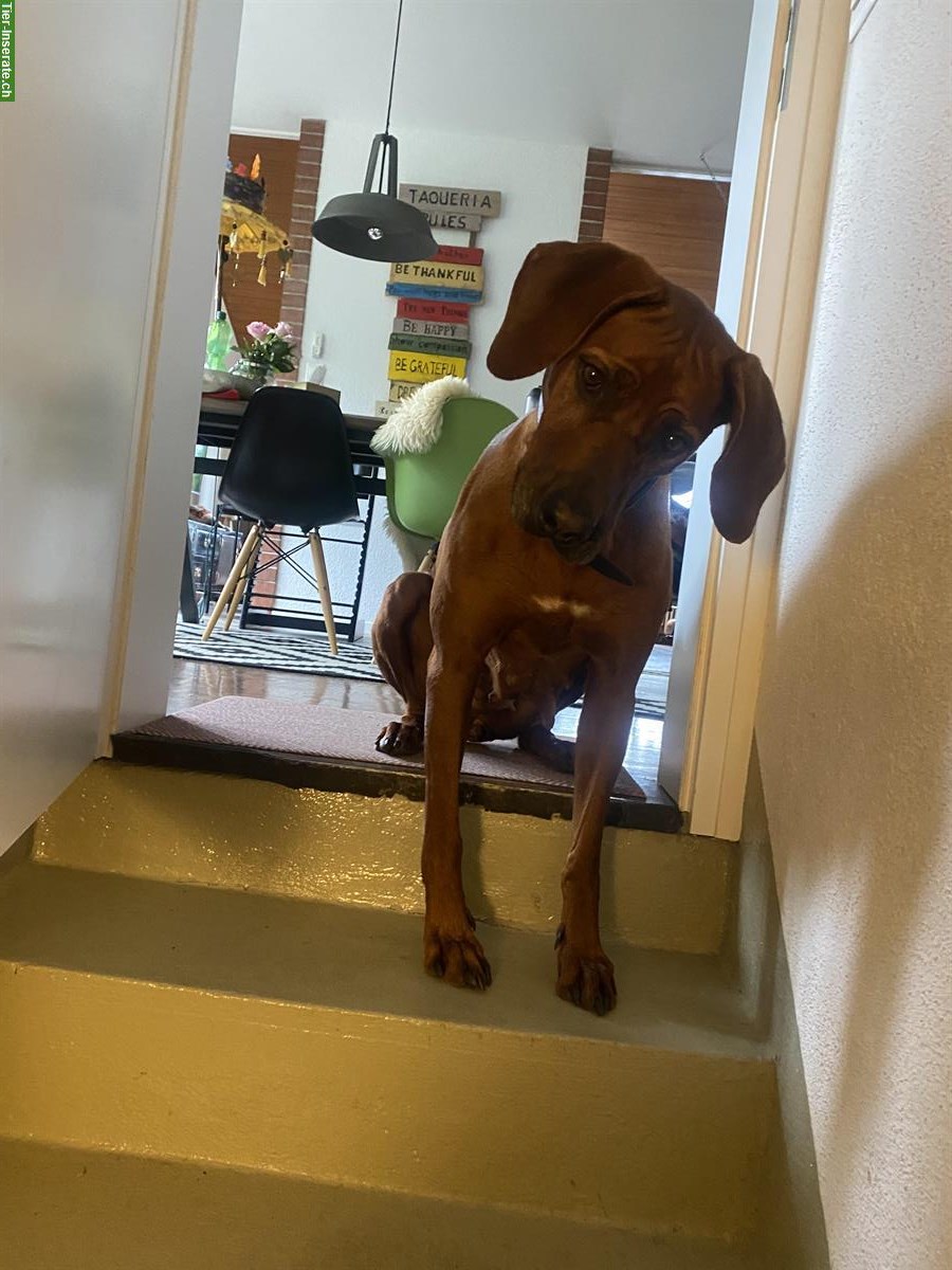 Bild 3: Tolle Rhodesian Ridgeback Hündin sucht Übergangs Zuhause!