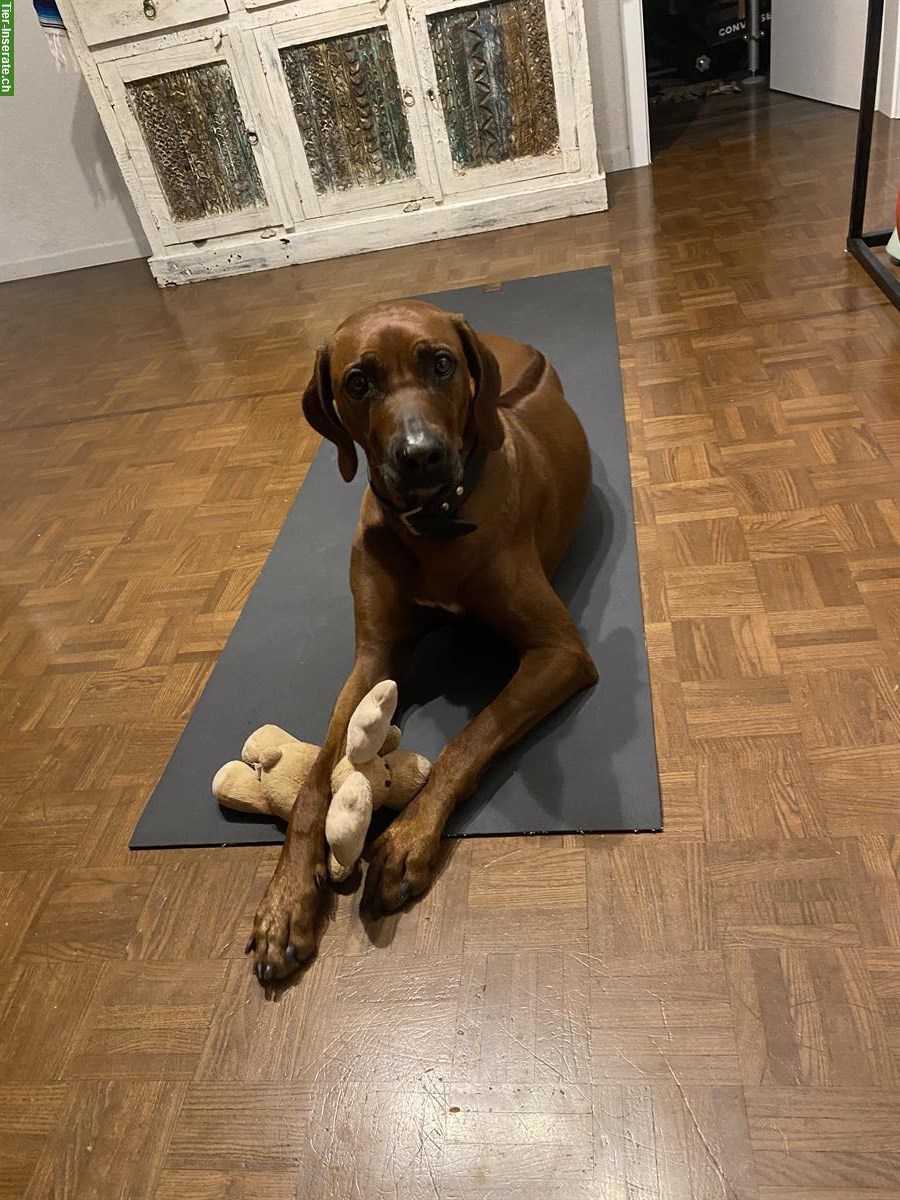 Bild 4: Tolle Rhodesian Ridgeback Hündin sucht Übergangs Zuhause!