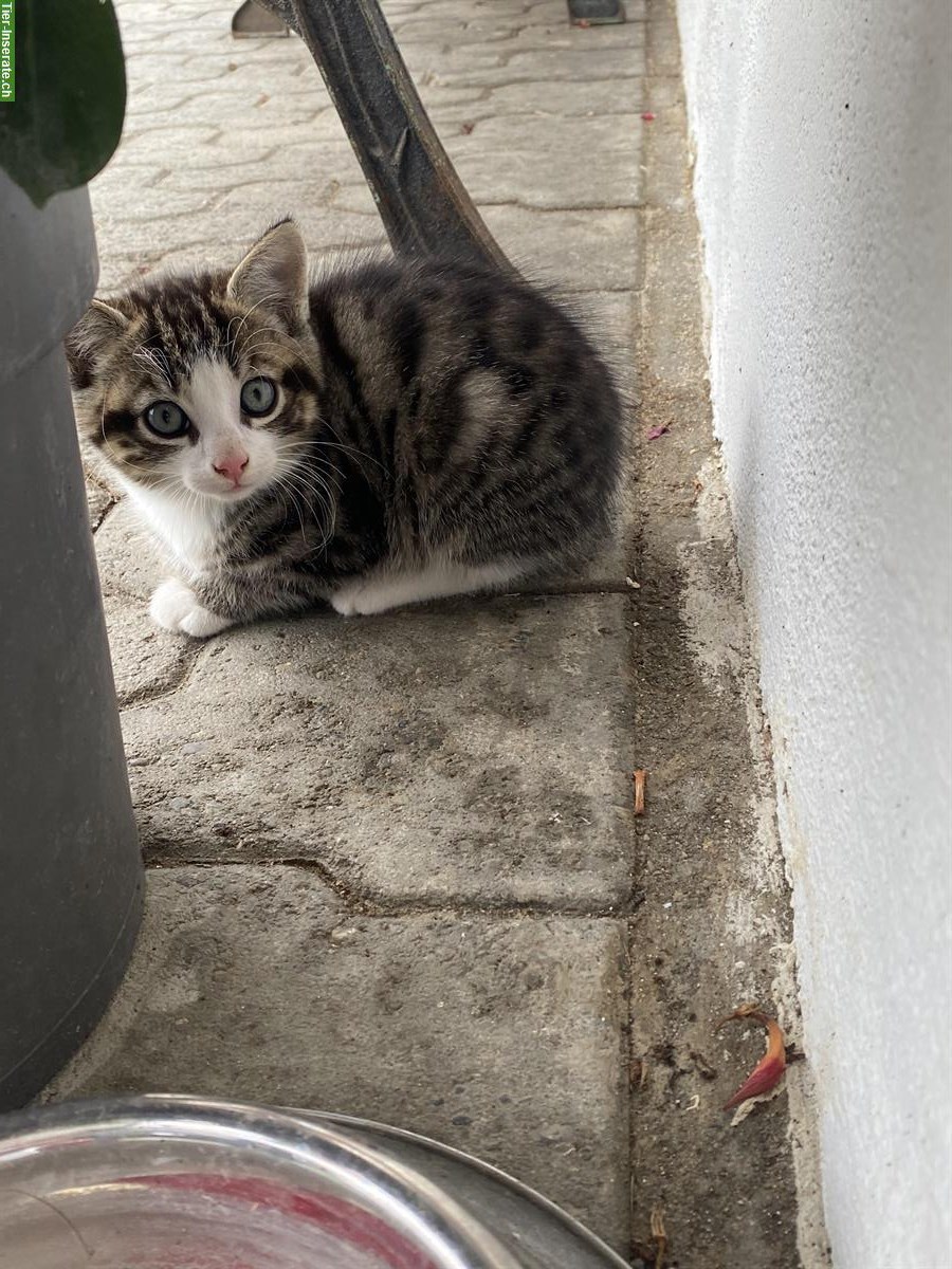 Junger Maine Coon Mix Kater vom Bauernhof