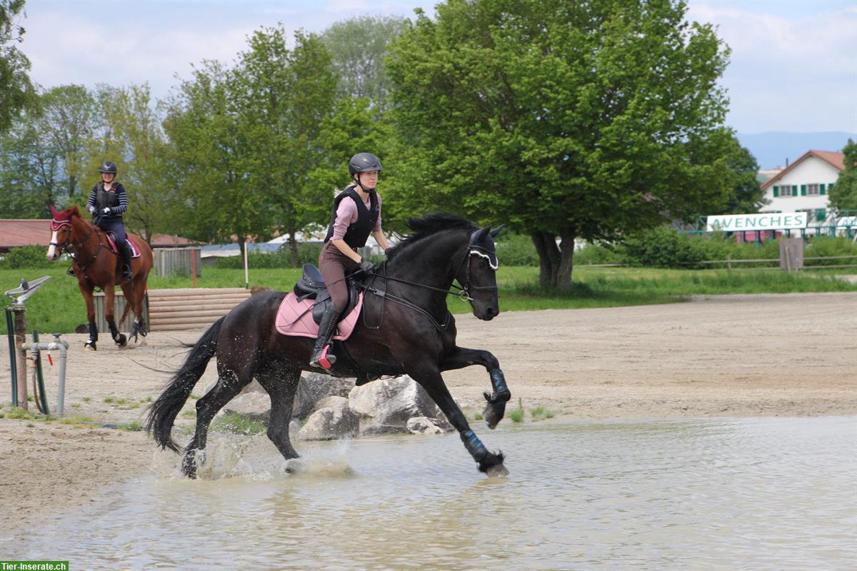 Bild 3: Vielseitiger und sportlicher Friesen Wallach, 175cm