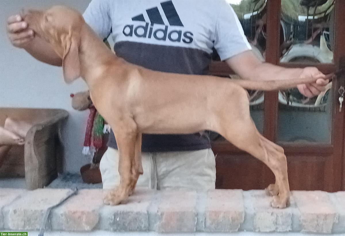 Bild 2: Ungarische Vizsla Welpen, männlich