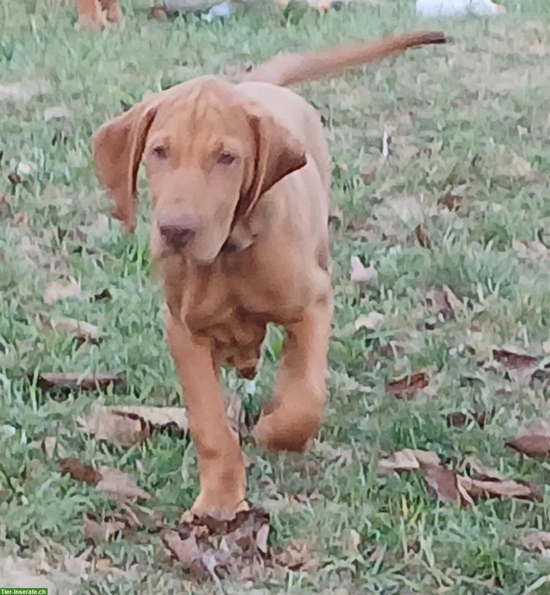 Bild 3: Ungarische Vizsla Welpen, männlich