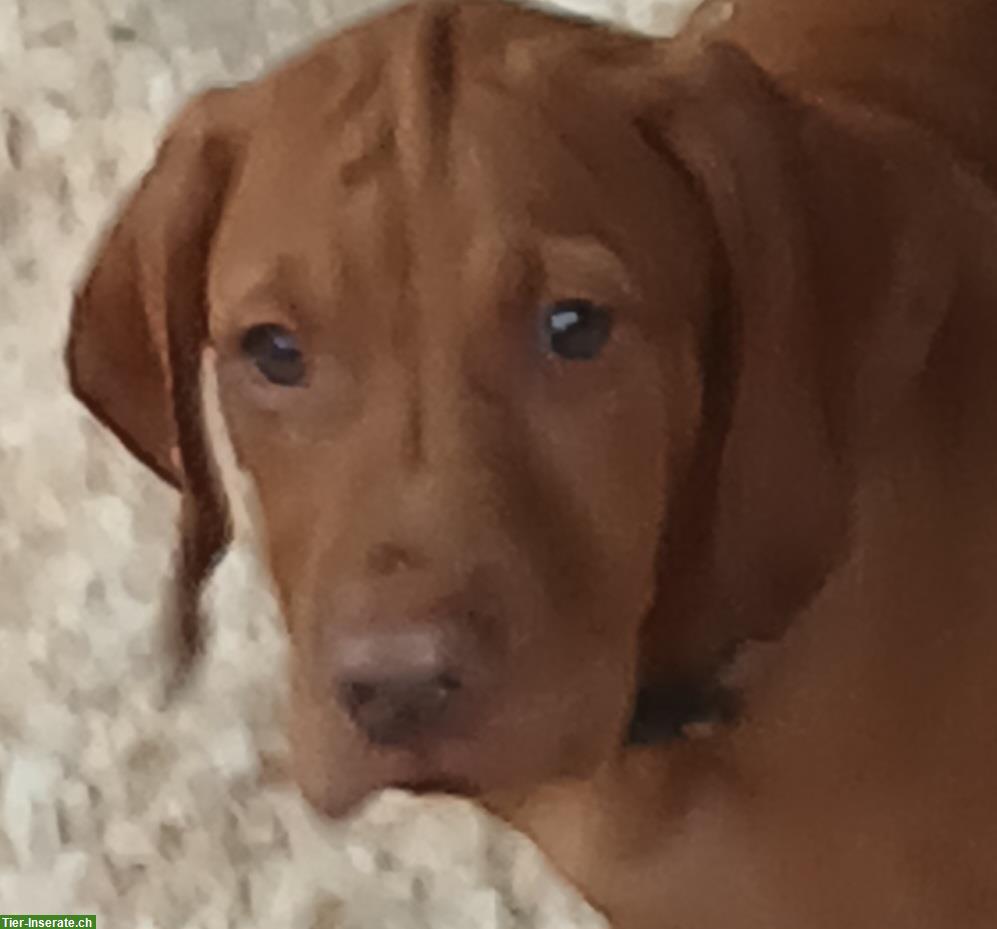 Bild 6: Ungarische Vizsla Welpen, männlich