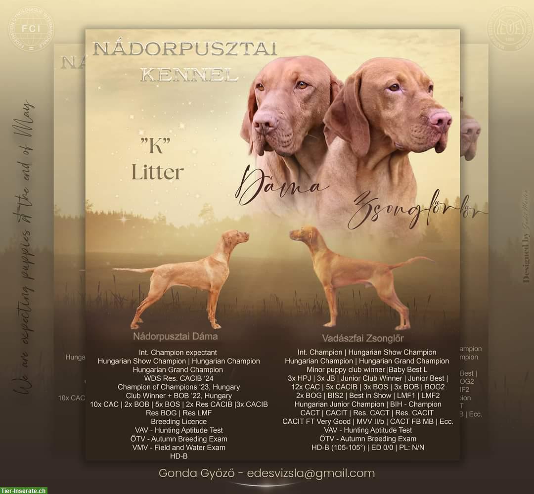 Bild 7: Ungarische Vizsla Welpen, männlich