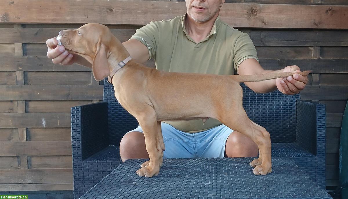 Bild 8: Ungarische Vizsla Welpen, männlich