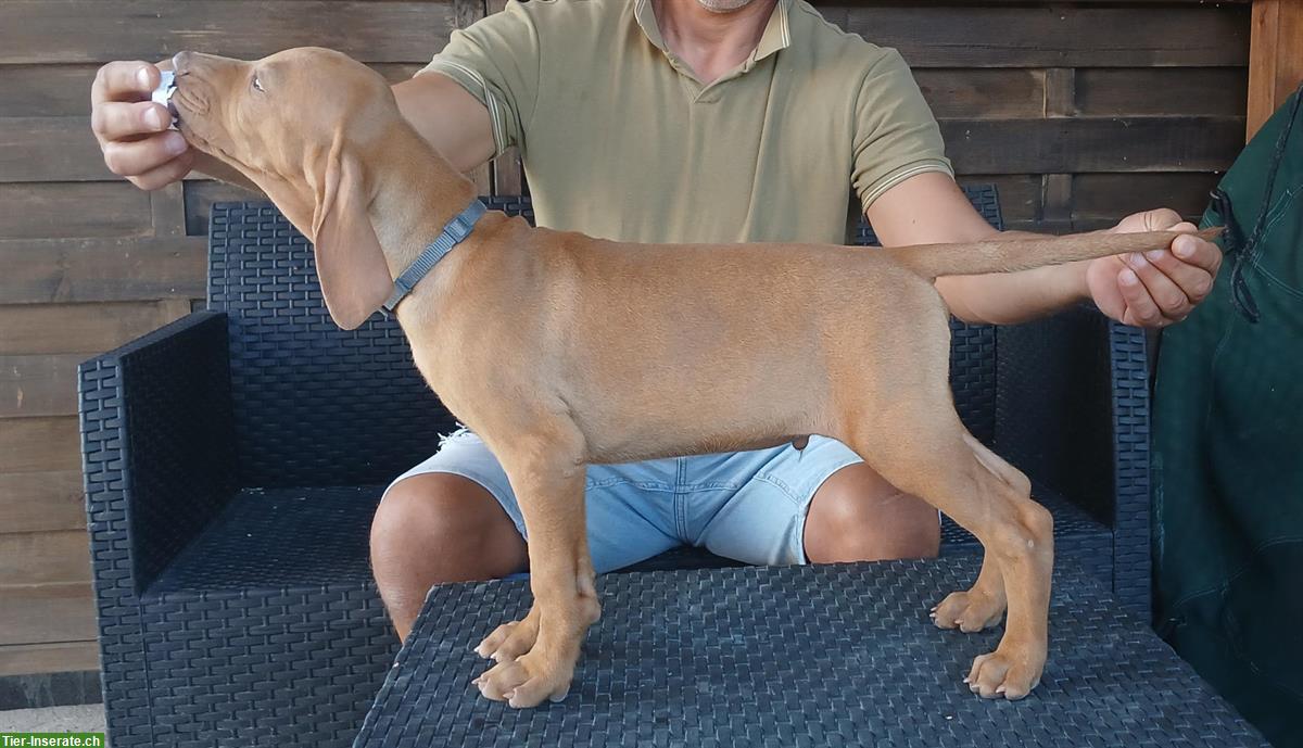 Bild 9: Ungarische Vizsla Welpen, männlich