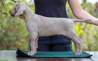 Weimaraner Welpen, männlich zu verkaufen