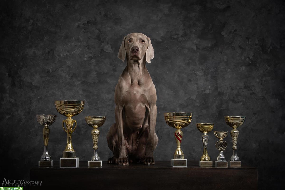 Bild 10: Weimaraner Welpen, männlich zu verkaufen