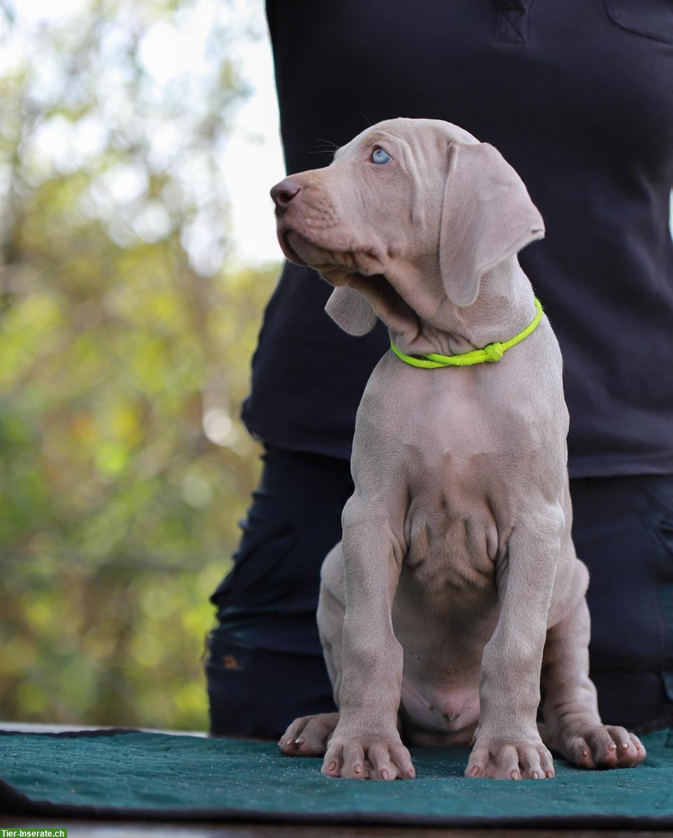 Bild 2: Weimaraner Welpen, männlich zu verkaufen