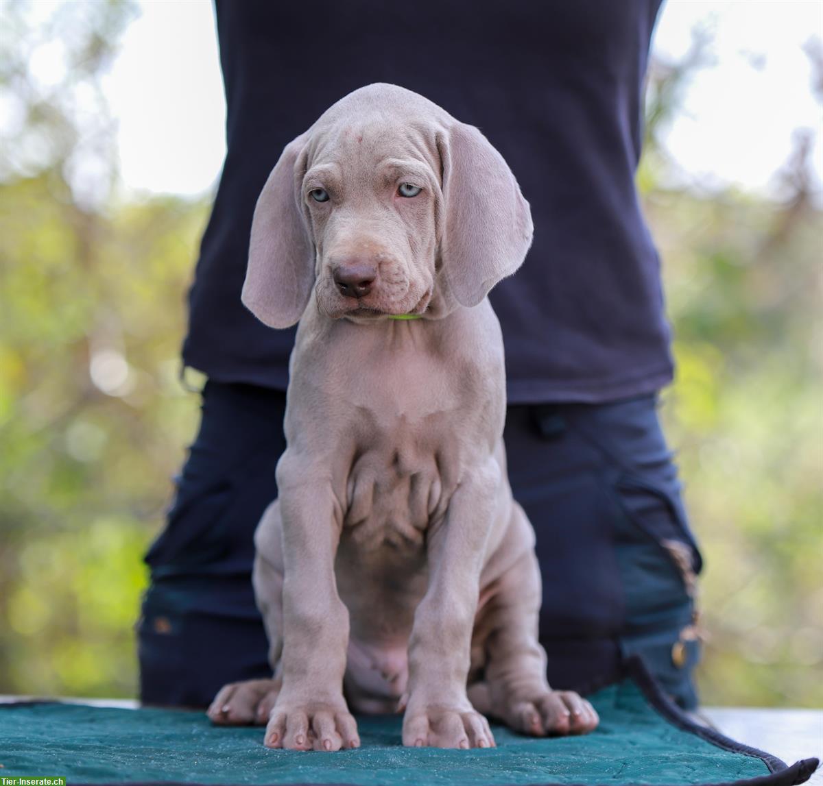 Bild 3: Weimaraner Welpen, männlich zu verkaufen