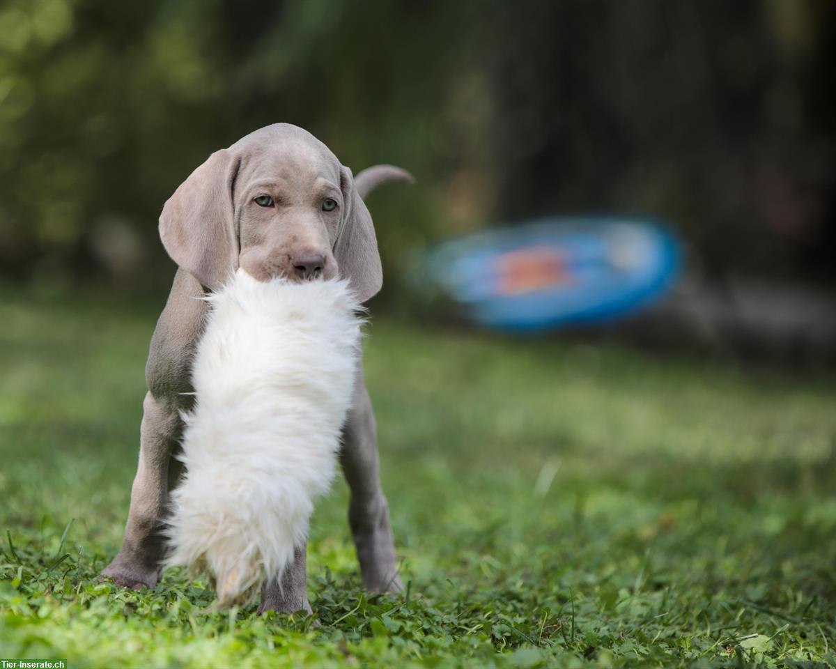 Bild 4: Weimaraner Welpen, männlich zu verkaufen