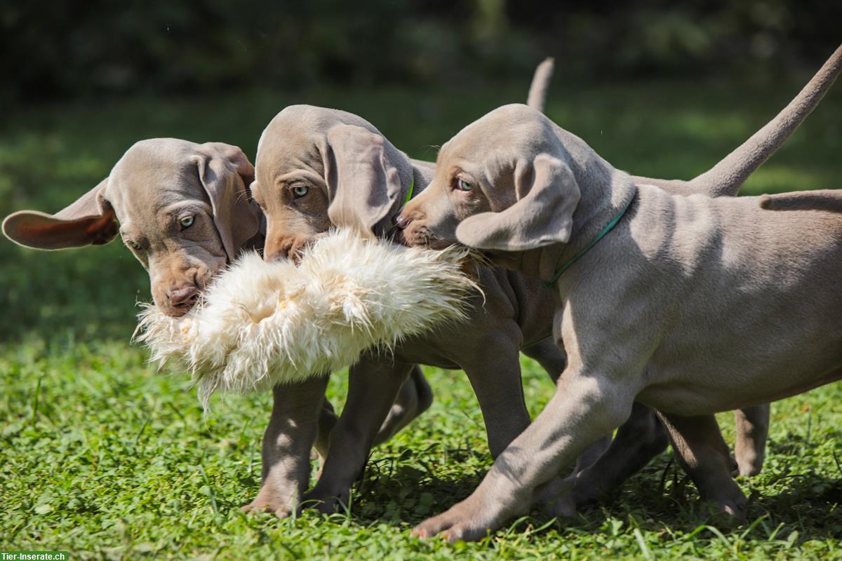 Bild 5: Weimaraner Welpen, männlich zu verkaufen