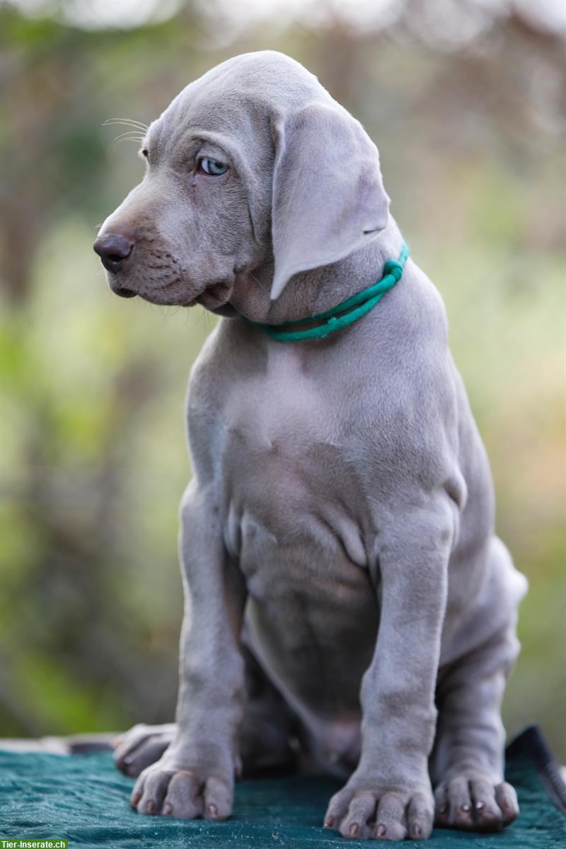 Bild 6: Weimaraner Welpen, männlich zu verkaufen