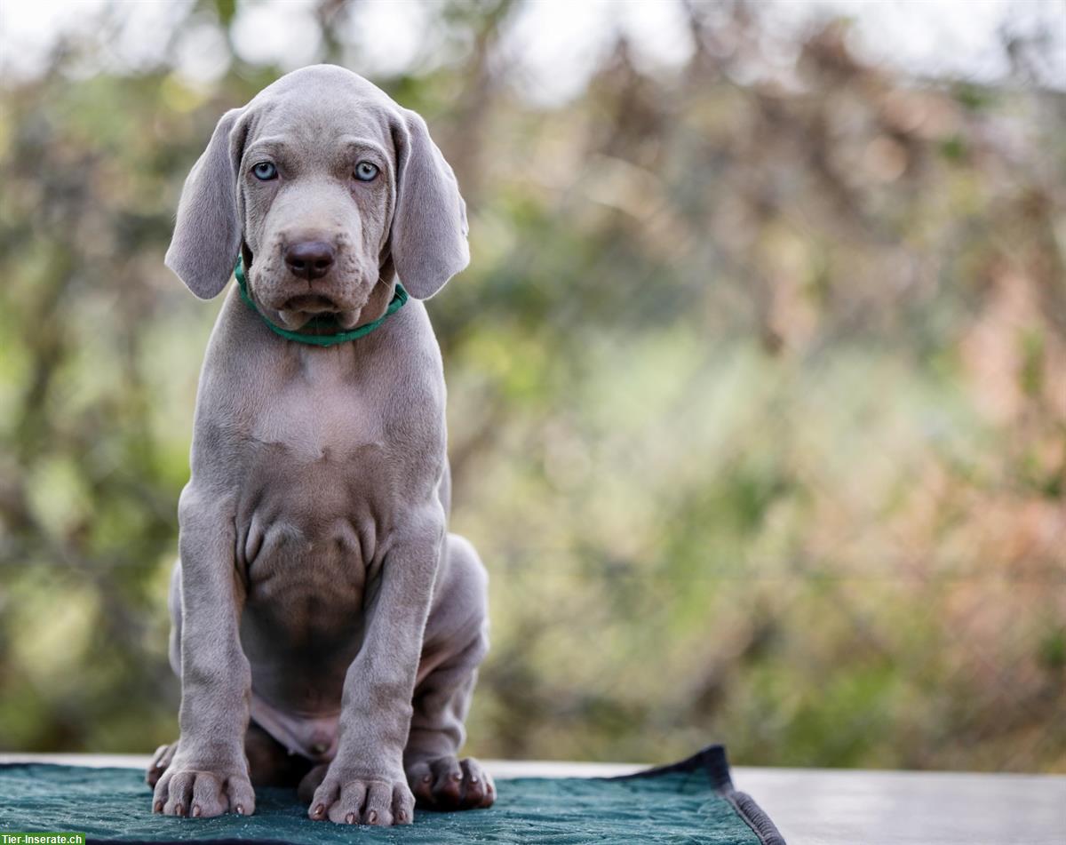 Bild 7: Weimaraner Welpen, männlich zu verkaufen