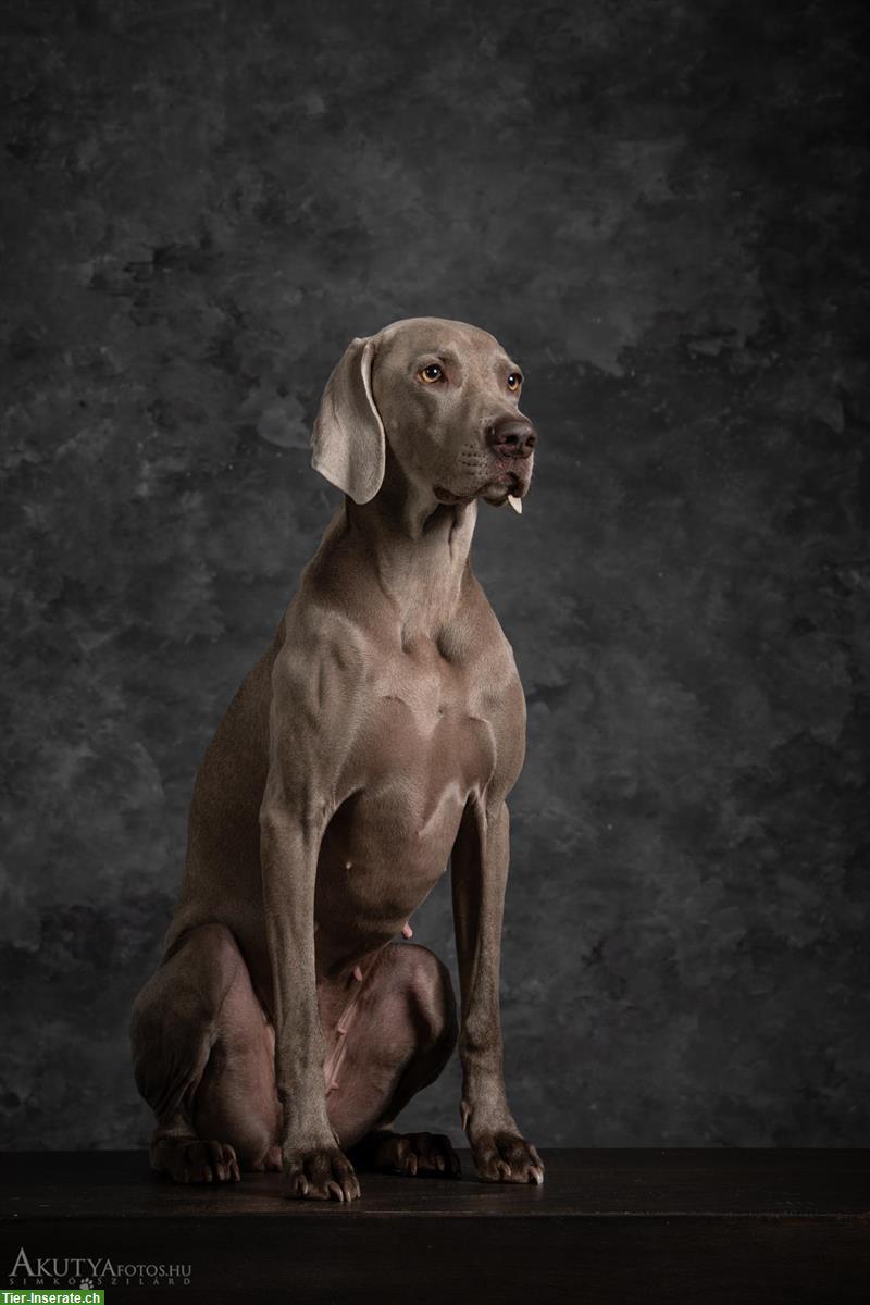 Bild 9: Weimaraner Welpen, männlich zu verkaufen