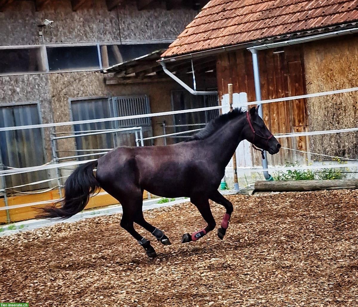 Bild 2: Welsh mix Pony Wallach sucht ein neues Zuhause