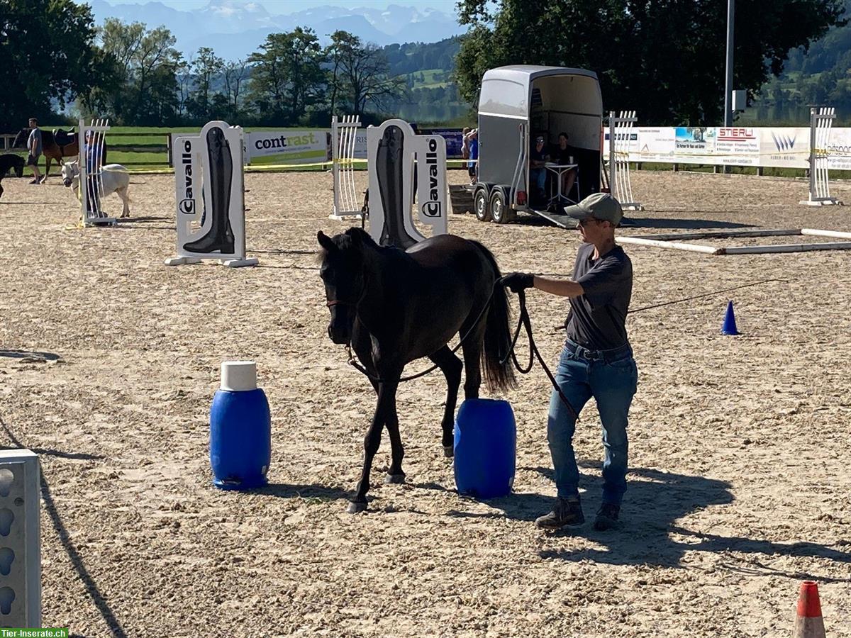 Bild 4: Welsh mix Pony Wallach sucht ein neues Zuhause