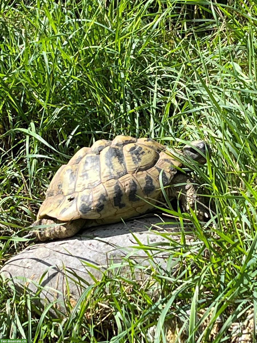 3 Griechische Landschildkröten GRATIS abzugeben