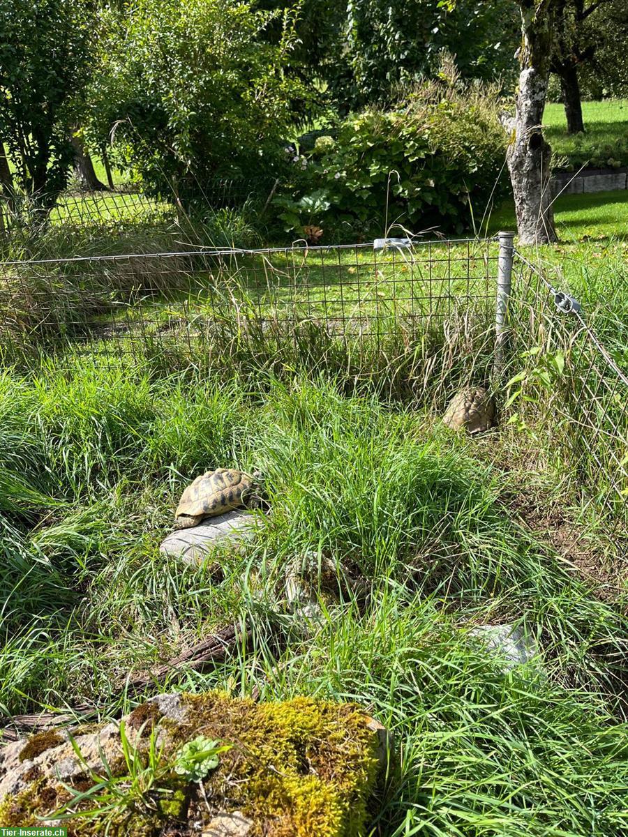 Bild 2: 3 Griechische Landschildkröten GRATIS abzugeben