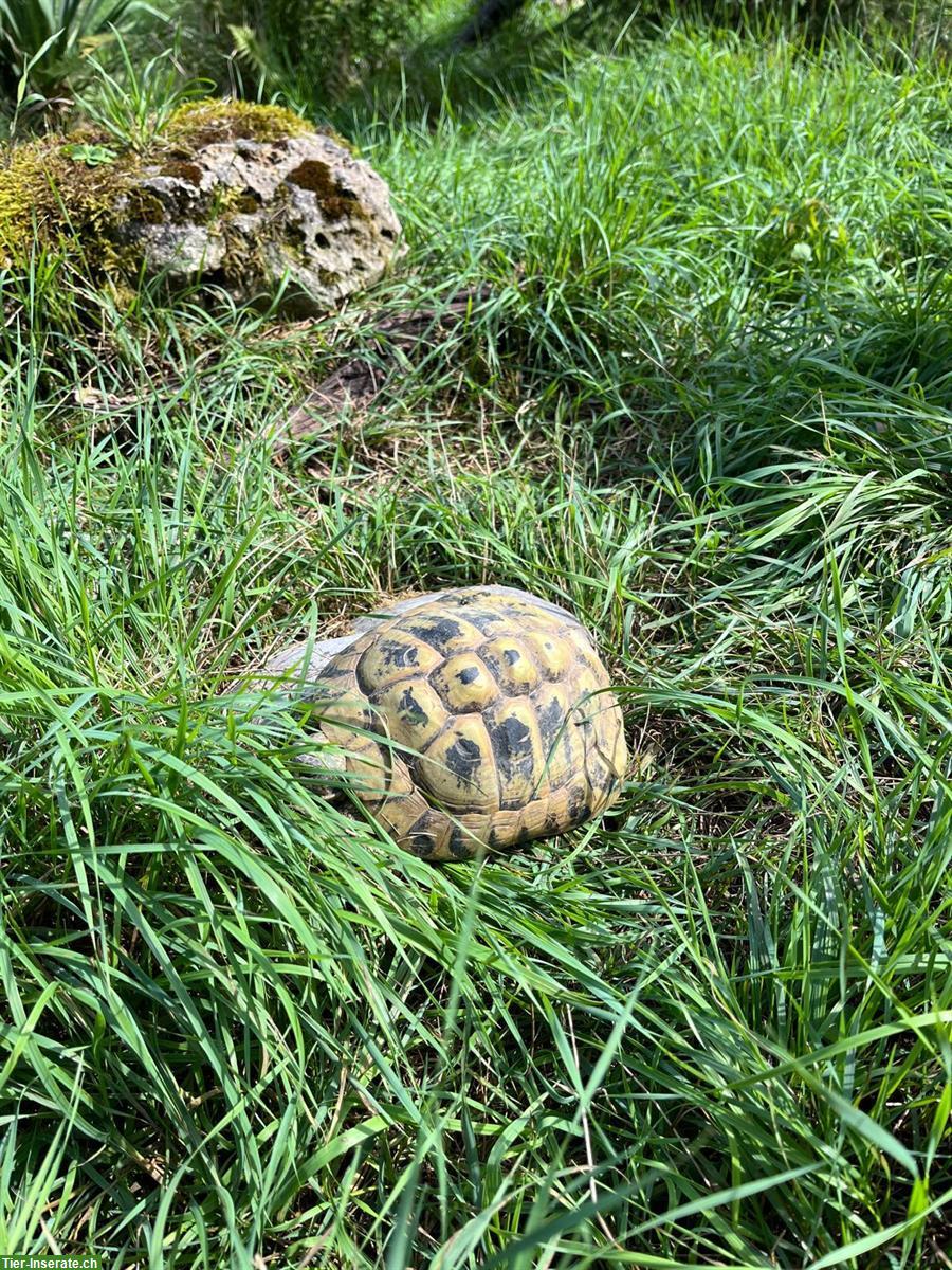 Bild 4: 3 Griechische Landschildkröten GRATIS abzugeben