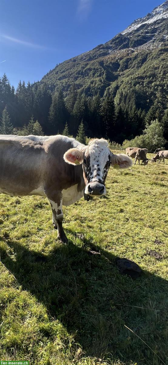 Schöne Blüem Kuh zu verkaufen