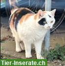 Katze Annika 9-jährig, sucht Zuhause mit Freigang auf dem Land