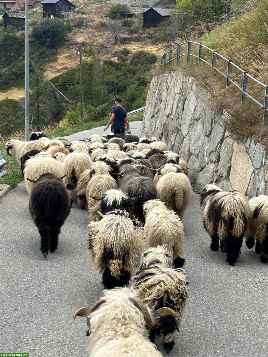 Bild 2: Walliser Schwarznasenschafe Auen und Chilber