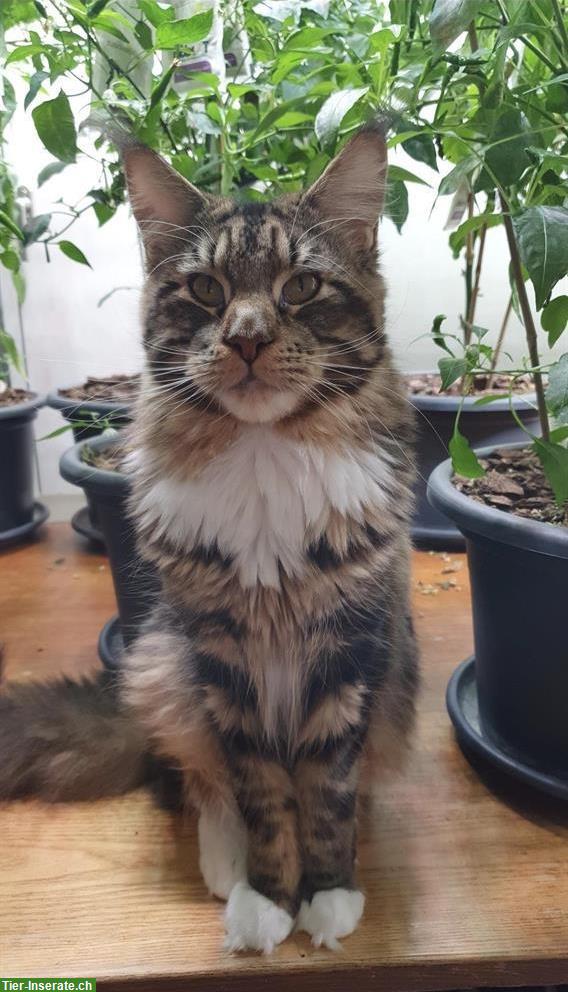 Kluger Maine Coon Kater, 2-jährig gratis abzugeben