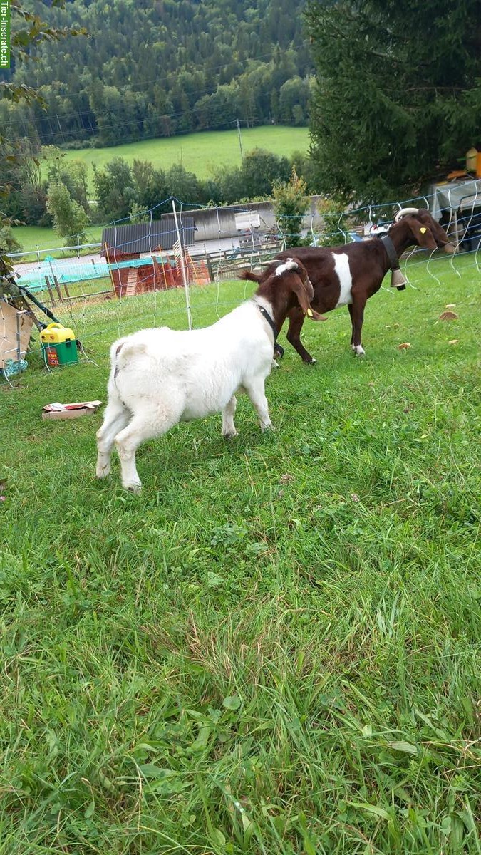 Reinrassiger Burenziegenbock, sehr zahm