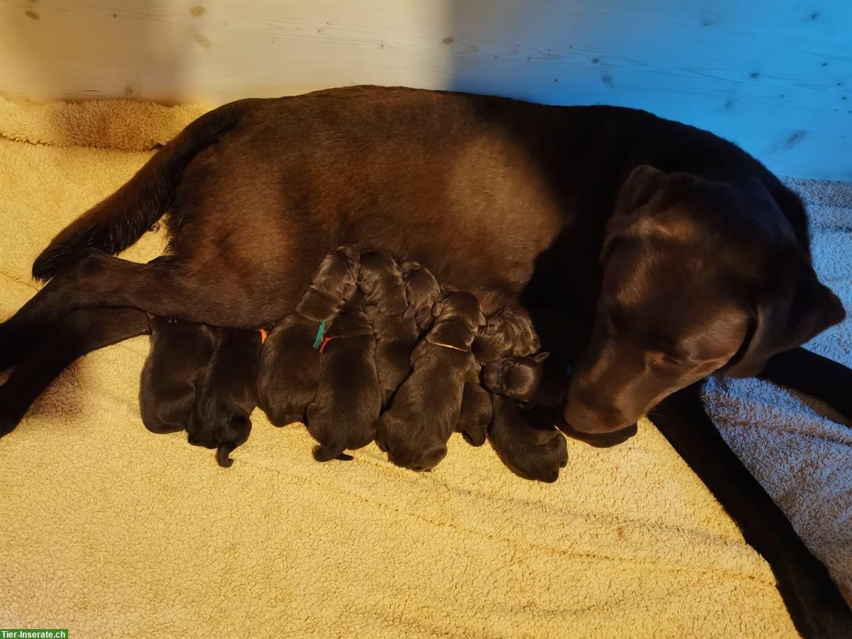 Reinrassige Labrador Welpen Rüden, braun