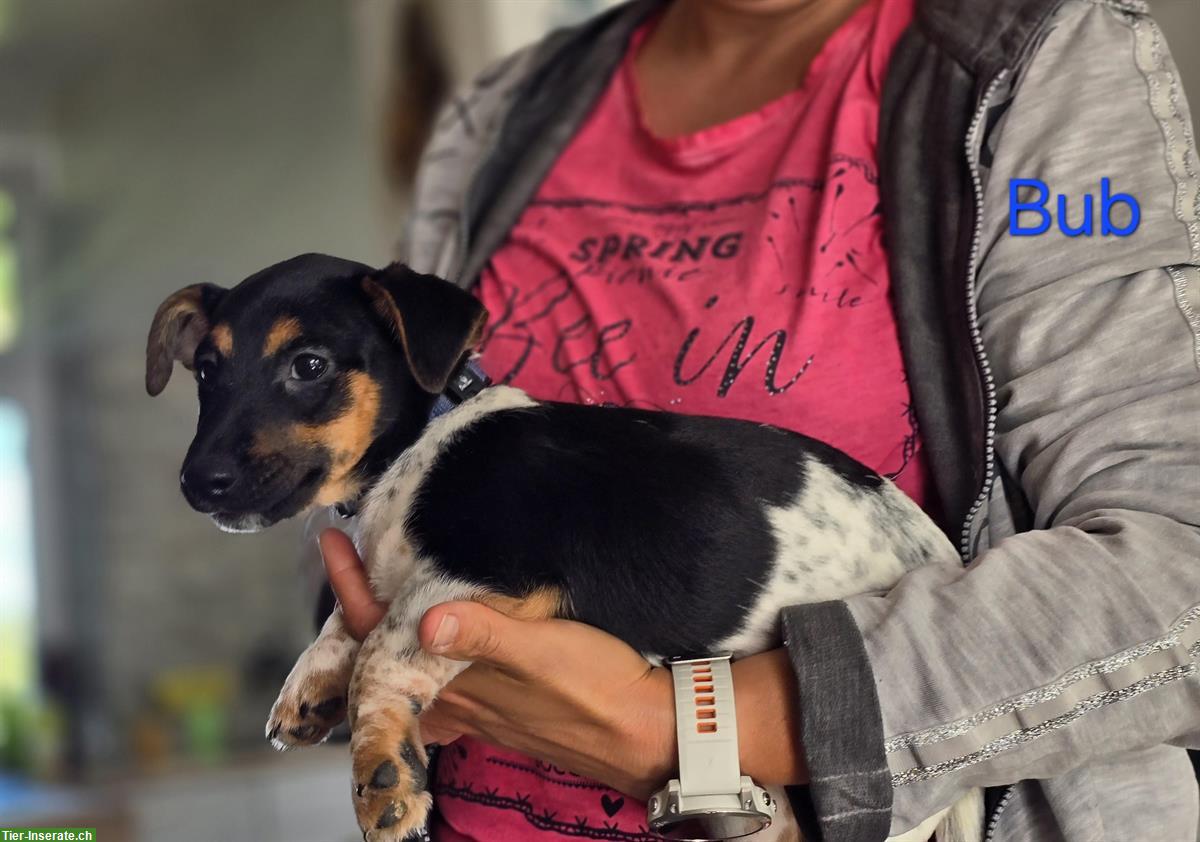 Bild 3: Jack Russell Welpen suchen schönen Platz