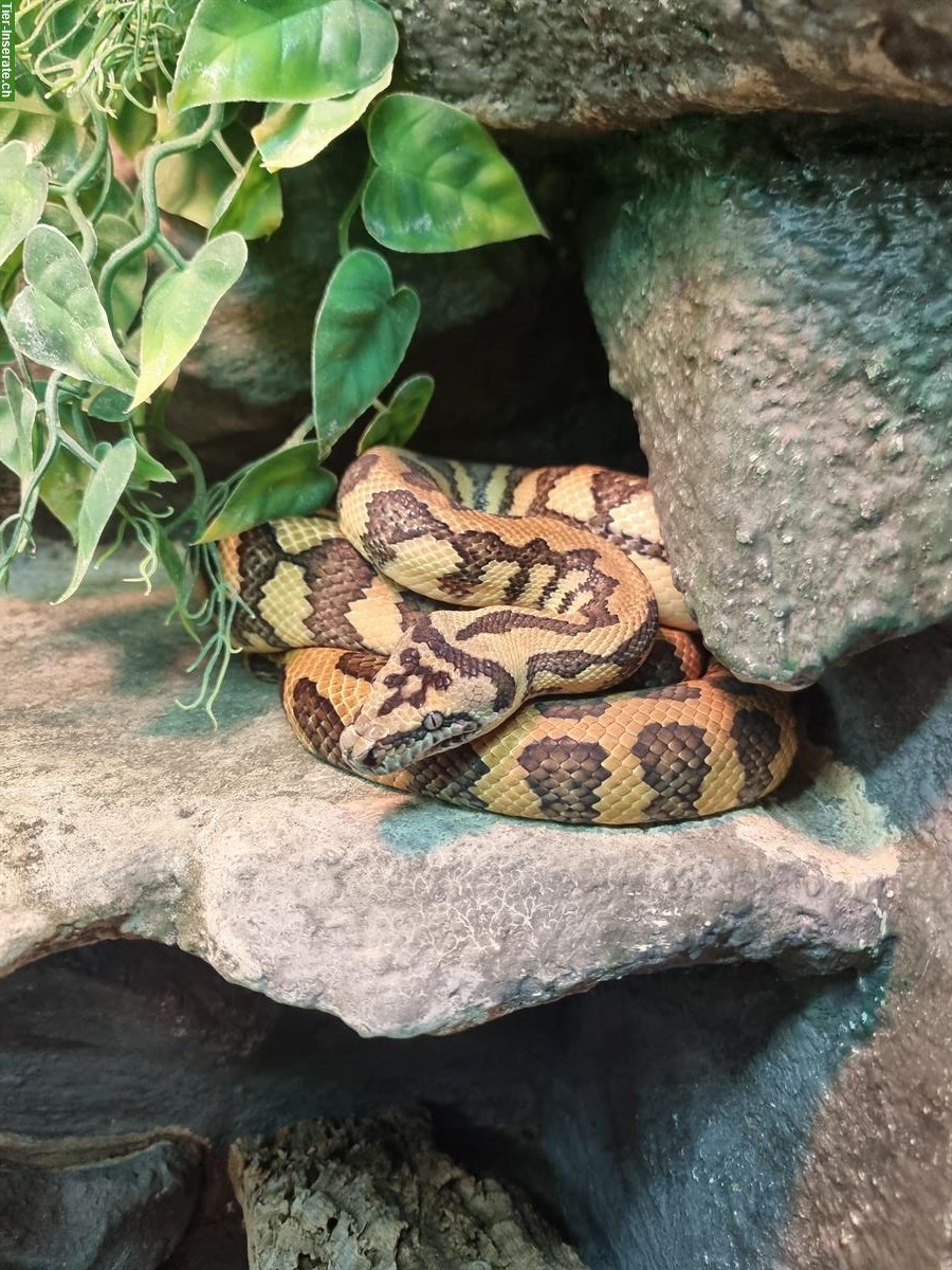 Jaguar Teppichpython, Morelia Spilota