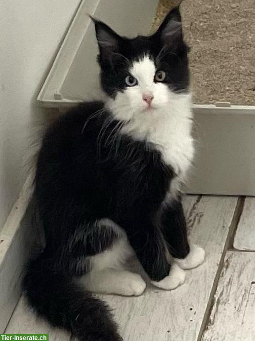 Maine Coon Kater in schwarz-weiss