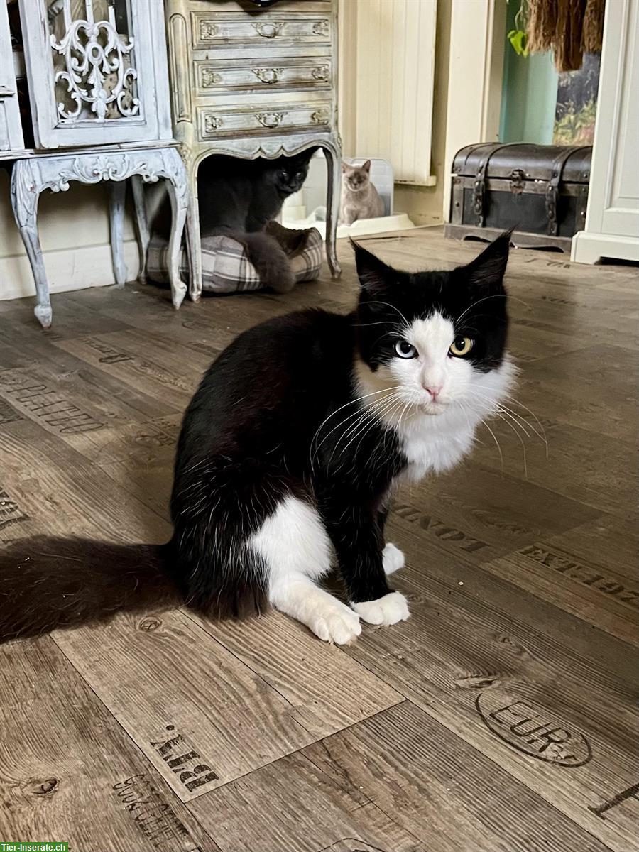 Bild 3: Maine Coon Kater in schwarz-weiss