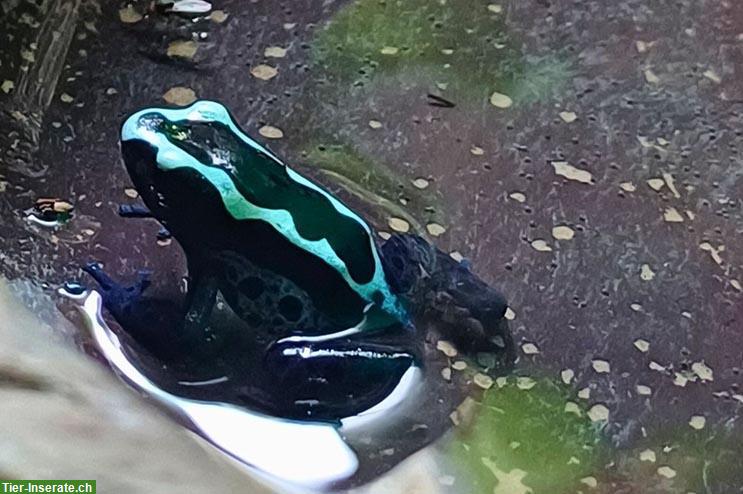 Dendrobates tinctorius Cayenne April 24