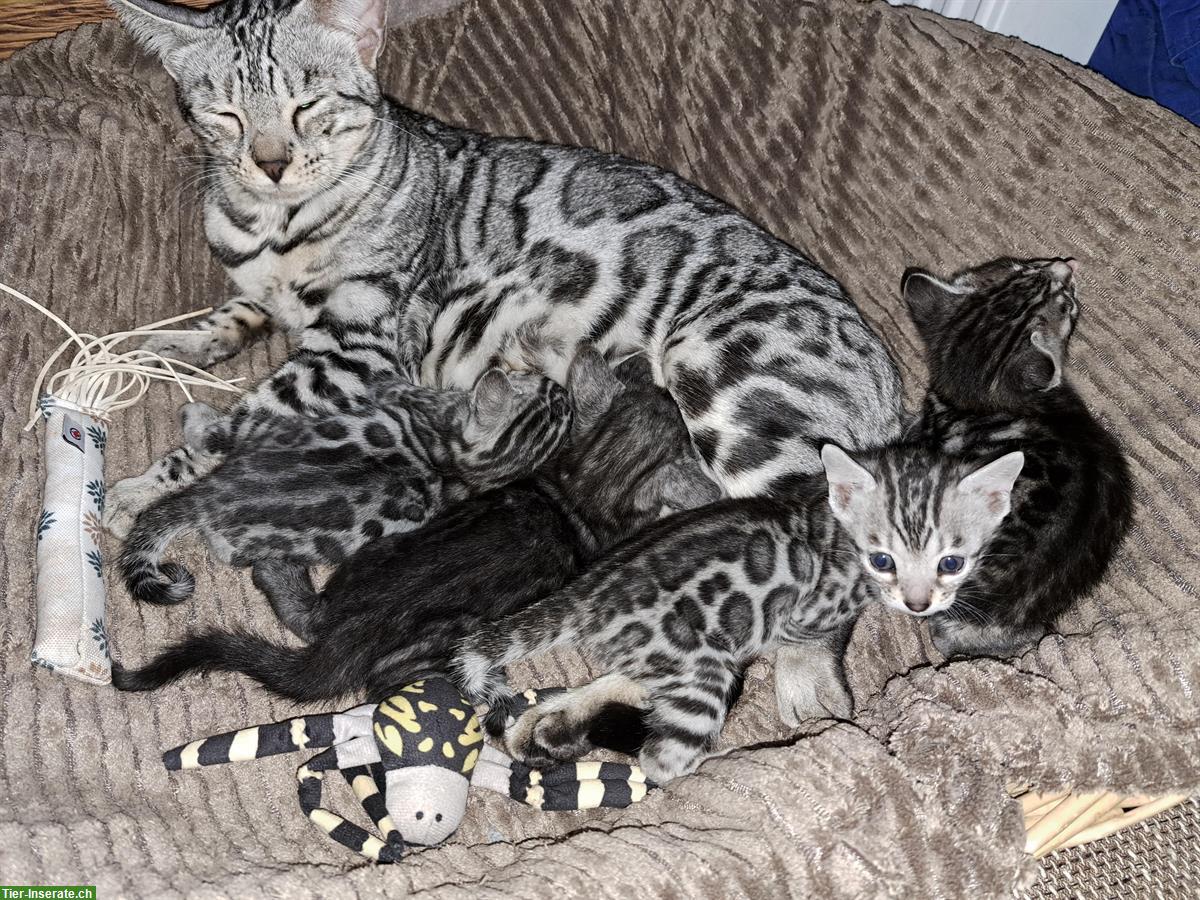 Atemberaubende Bengal Kitten aus seriöser Zucht