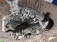 Atemberaubende Bengal Kitten aus seriöser Zucht