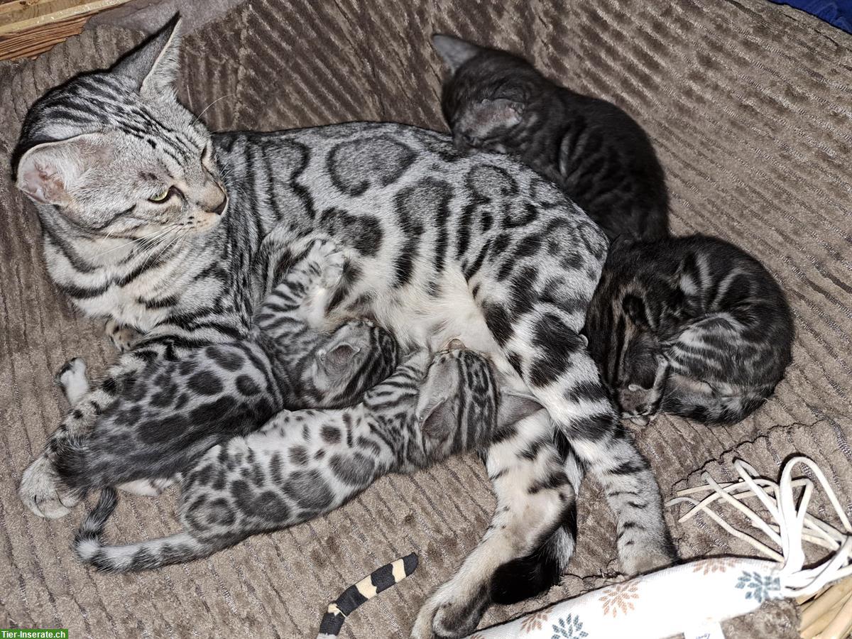 Bild 2: Atemberaubende Bengal Kitten aus seriöser Zucht