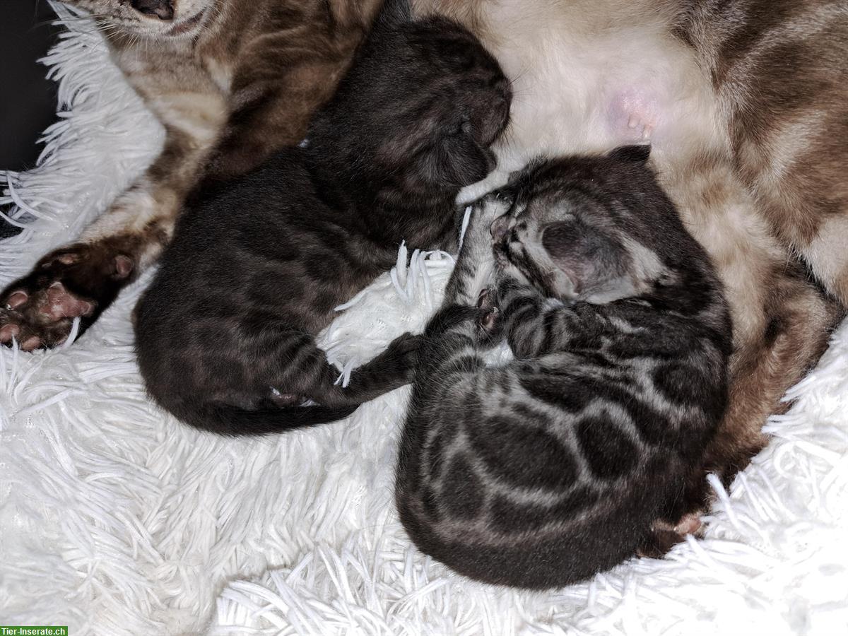 Bild 3: Atemberaubende Bengal Kitten aus seriöser Zucht