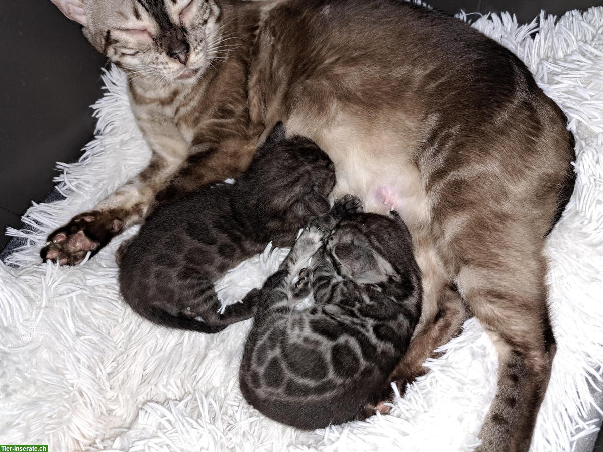 Bild 4: Atemberaubende Bengal Kitten aus seriöser Zucht